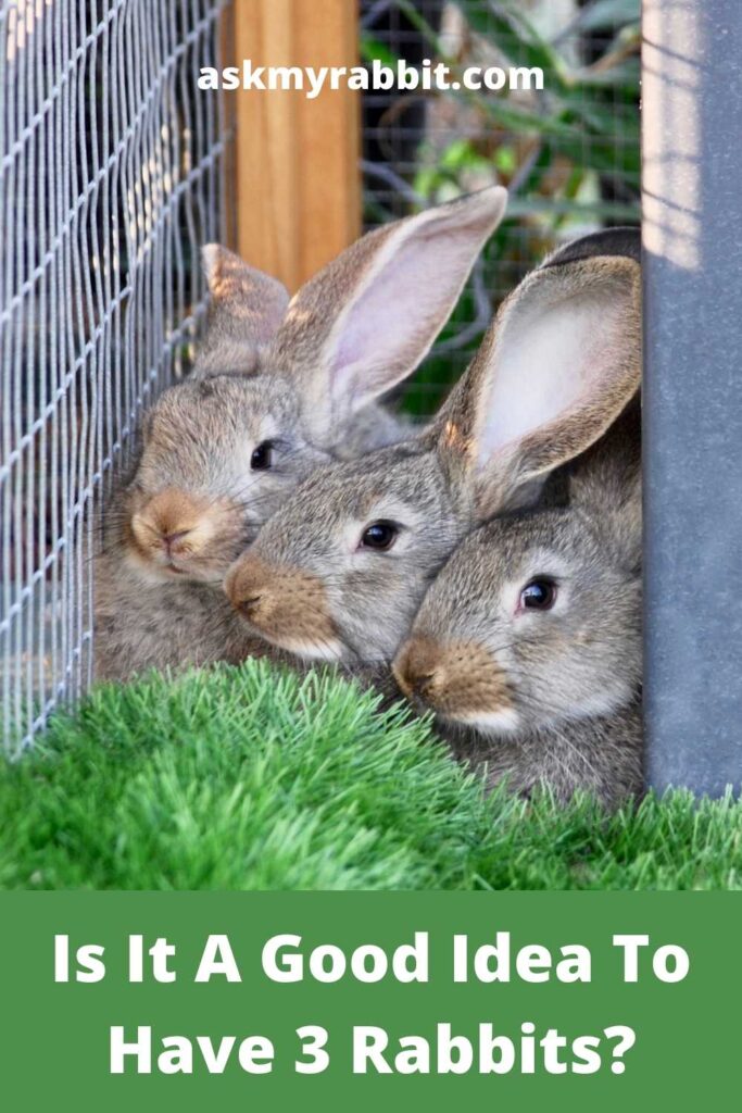 Is It A Good Idea To Have 3 Rabbits?