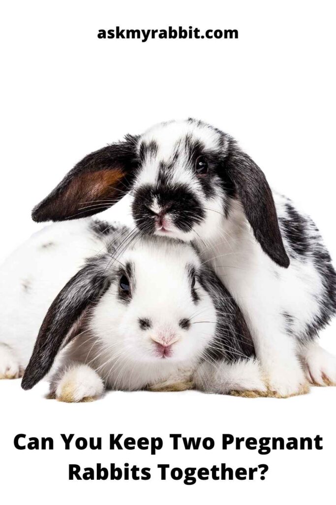 Can-You-Keep-Two-Pregnant-Rabbits-Together