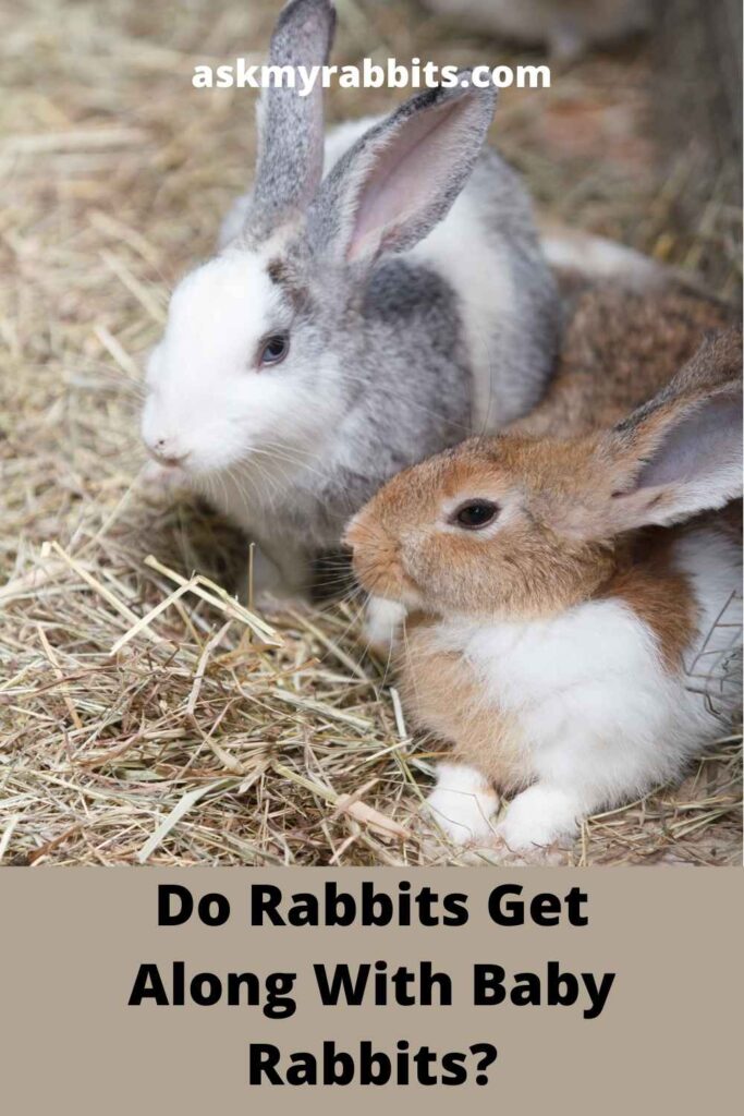 Do Rabbits Get Along With Baby Rabbits?