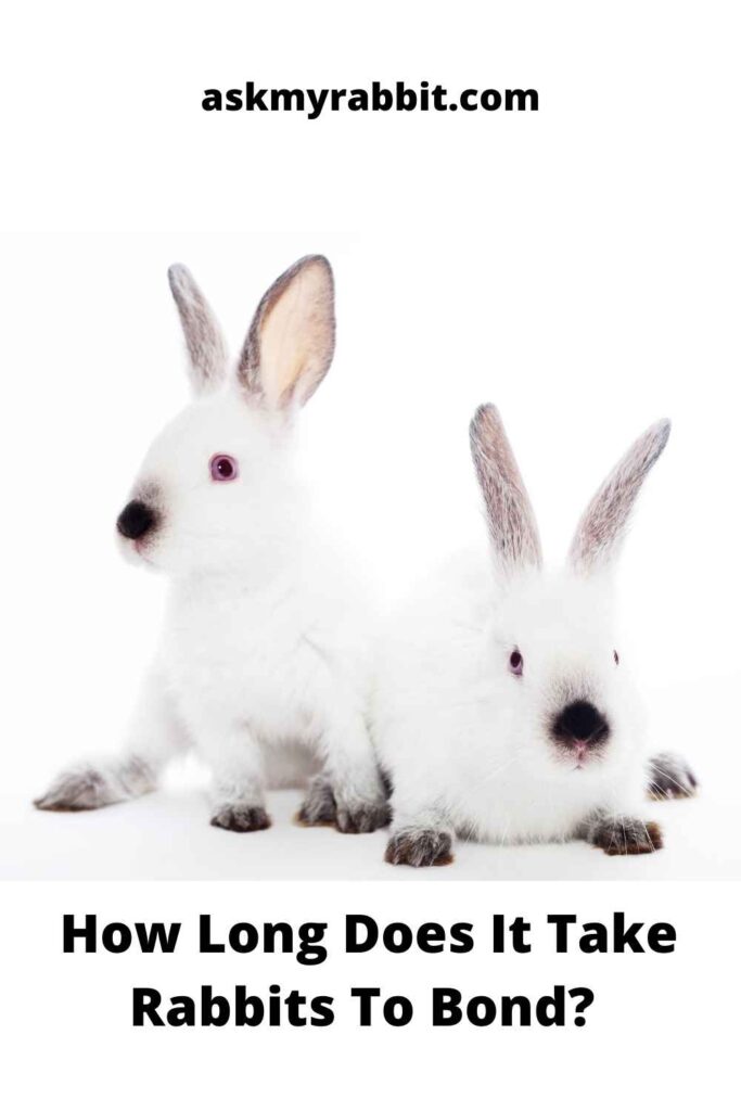 How Long Does It Take Rabbits To Bond? 