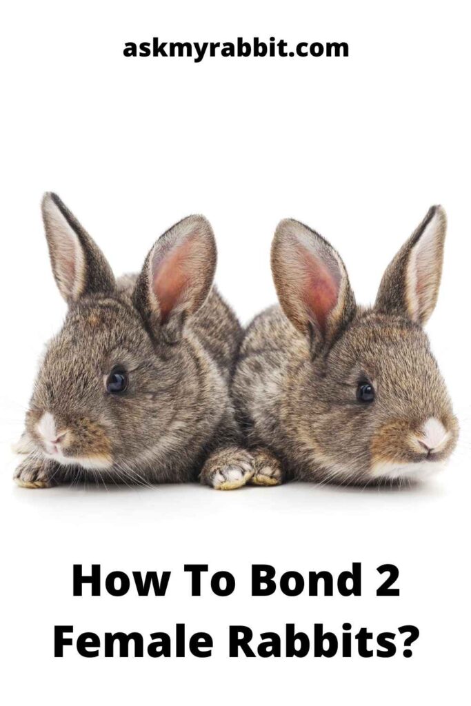 How To Bond 2 Female Rabbits?