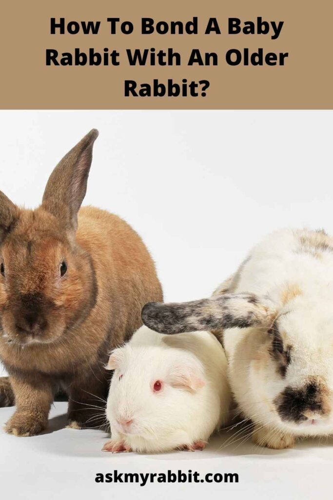 How To Bond A Baby Rabbit With An Older Rabbit?