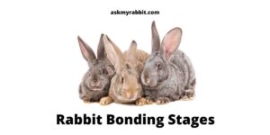 Rabbit Bonding Stages: Tips, Tricks And More!